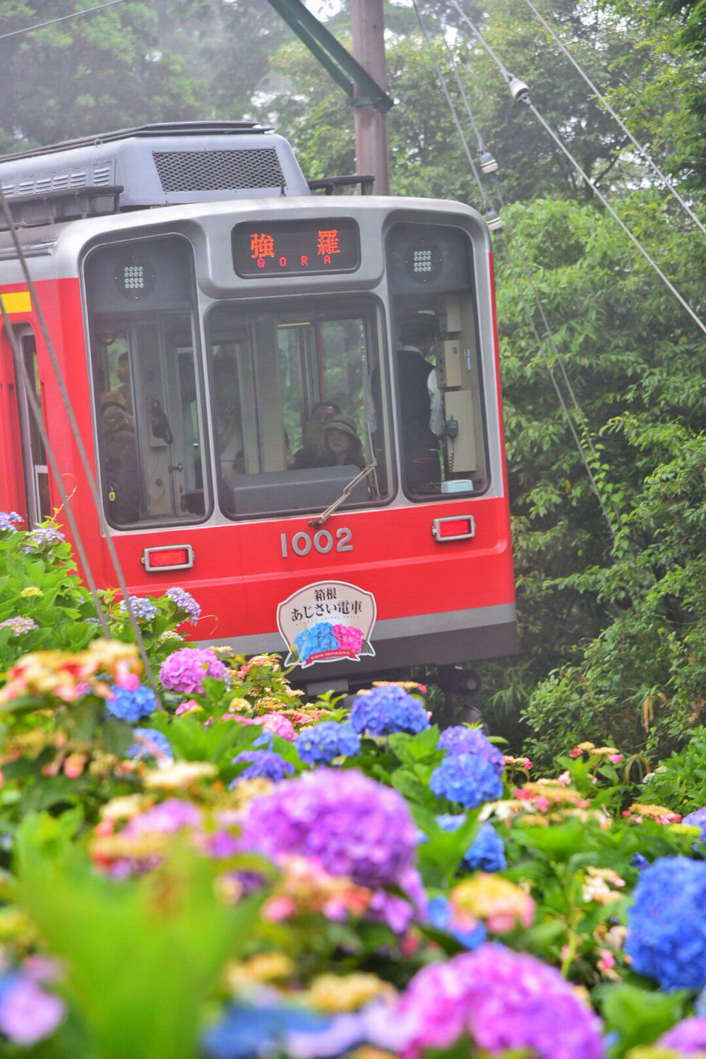19年六月限定箱根紫陽花盛開 紫陽花號電車 夜之紫陽花號預約搭乘資訊 Line購物
