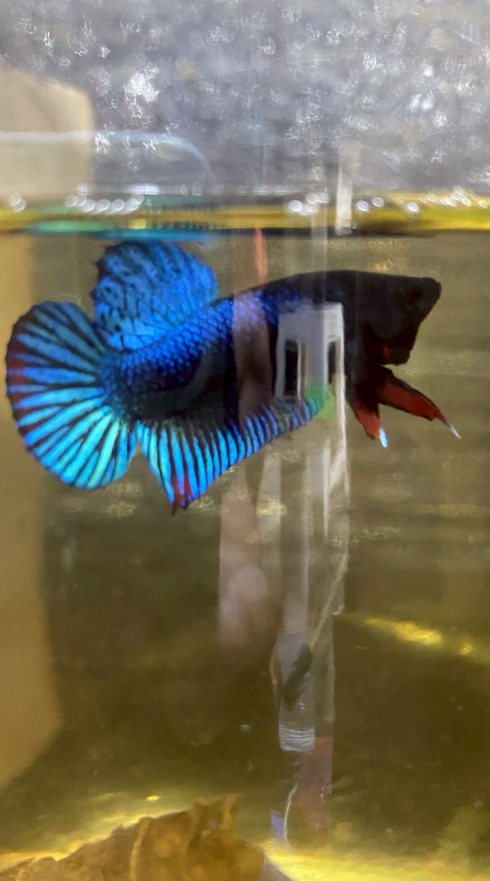 กล้องสายกัดเมืองยุดยา🐟🇺🇸