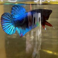 กล้องสายกัดเมืองยุดยา🐟🇺🇸