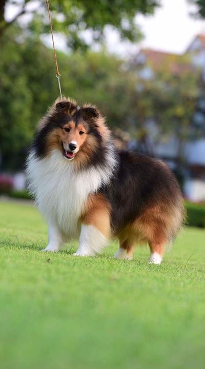 Shelties Club Thailand