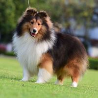 Shelties Club Thailand