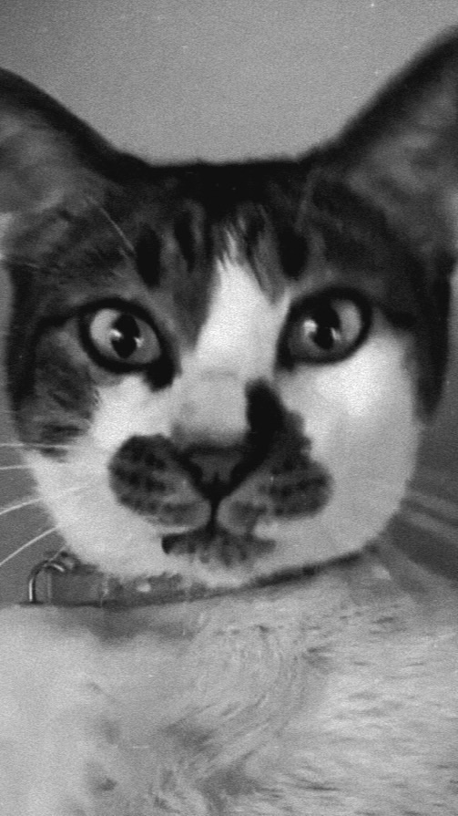 ด้อมเจ้าเก้น