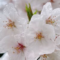 不登校とか学校嫌い来い！