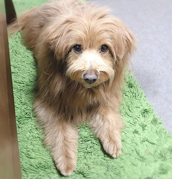 夢を見ていたの 寝ぼける犬