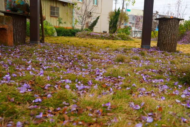 吉野櫻,沙鹿天元宮,沙鹿天元宮吉野櫻,賞櫻懶人包