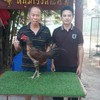 เอกไก่เยียร์พระยาก้องฟ้า