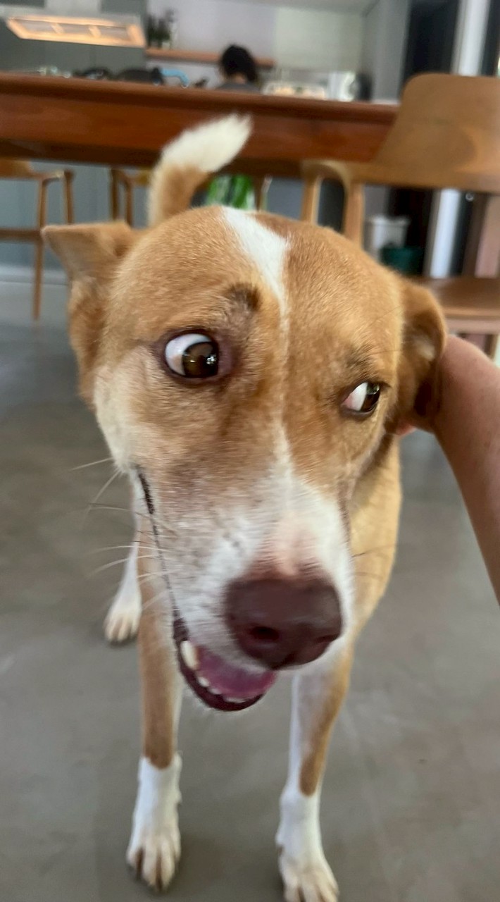 Jai Dog story