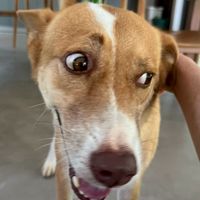 Jai Dog story