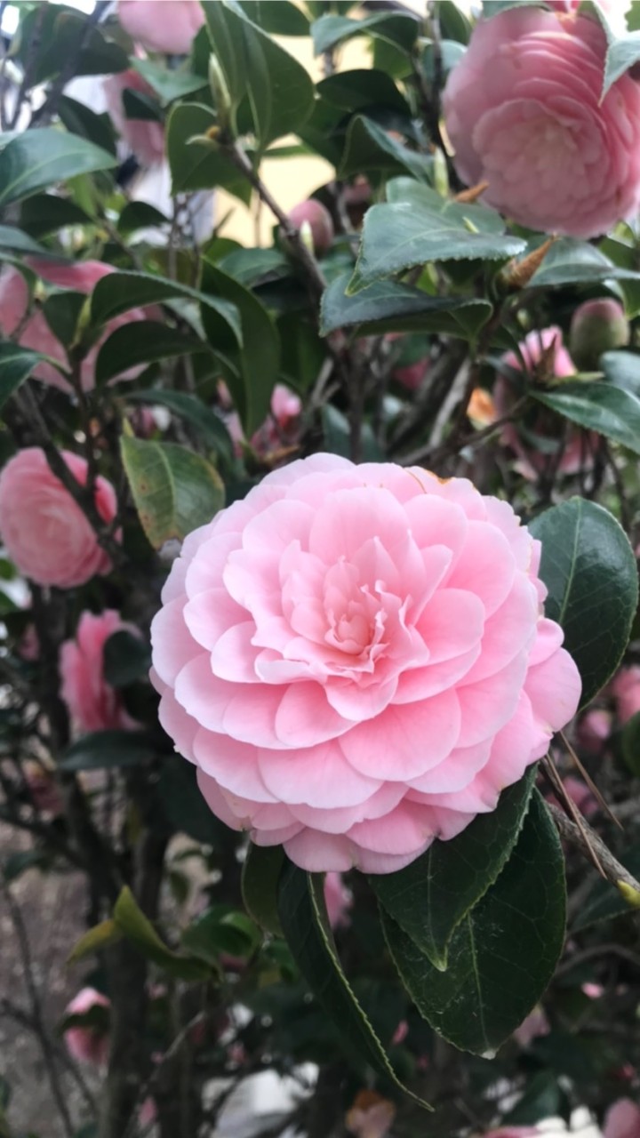 雲林縣農藥管理交流平台