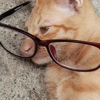 喵喵社群/愛貓給我來(⁎⁍̴̛ᴗ⁍̴̛⁎)