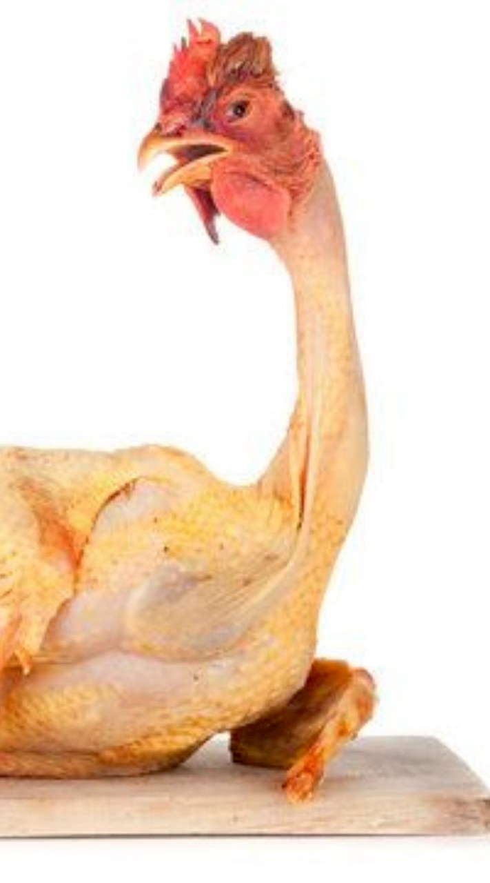 สาวกไก่ย่างวิเชียร