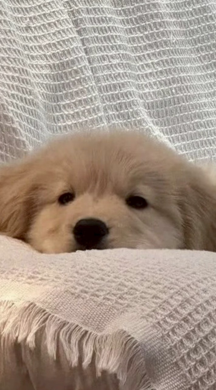 soo彤☆(⁠￣⁠(⁠ｴ⁠)⁠￣⁠)⁠ﾉ  （彤家）