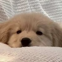 soo彤☆(⁠￣⁠(⁠ｴ⁠)⁠￣⁠)⁠ﾉ  （彤家）