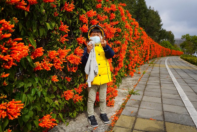 后科路炮仗花