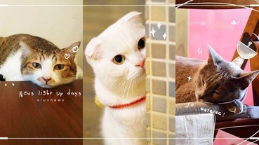 貓控天堂！台北7間「貓咪咖啡廳」精選，邊喝下午茶邊擼貓感受至高無上幸福！