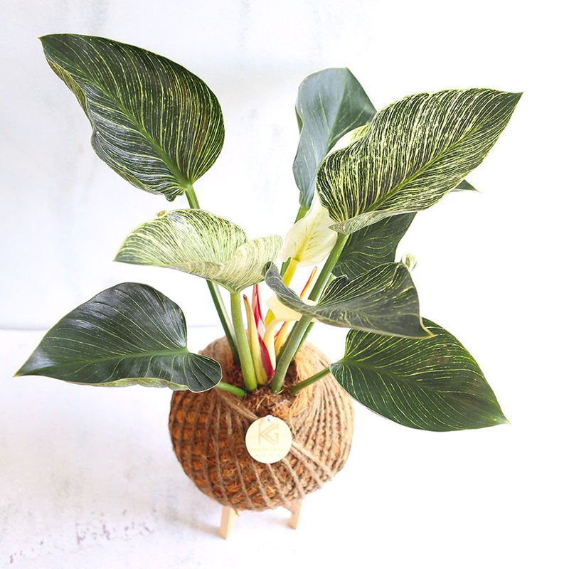 自然系植栽*PD35/成功紅火鶴/苔球/畢業禮物/謝師禮物/開幕好禮