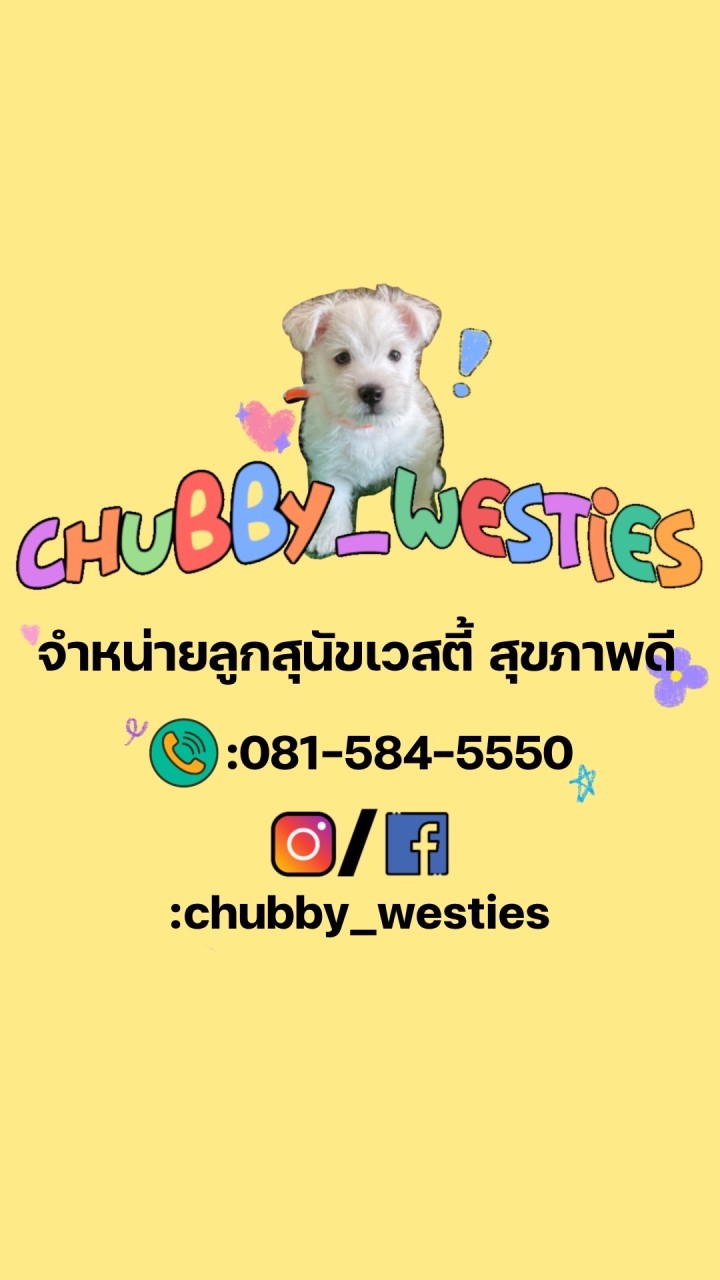 Chubby_westies