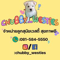 Chubby_westies