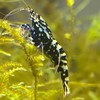 西日本  淡水アクアリウム