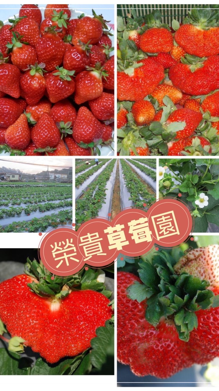 榮貴草莓園