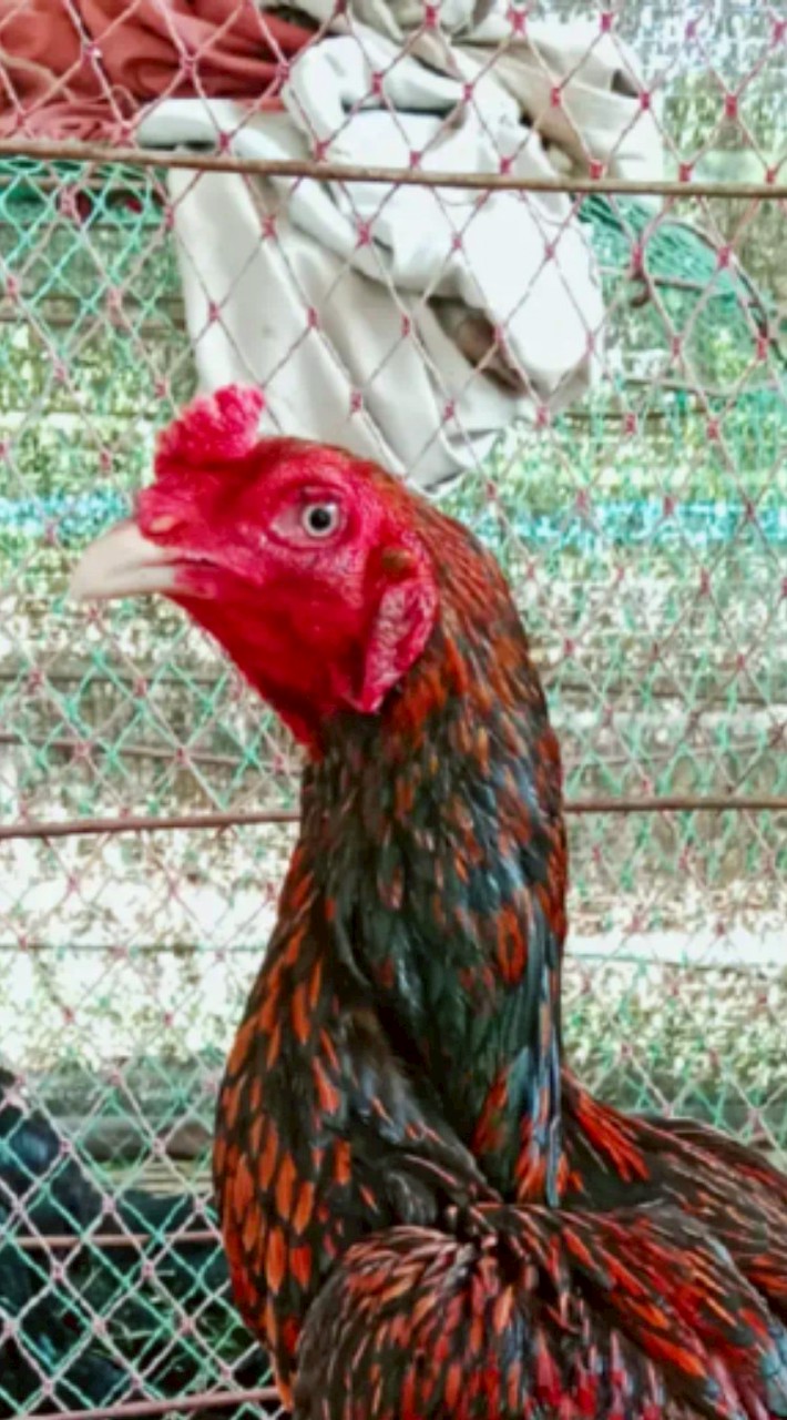 ซุ้มไก่ชนสองพลังหนุ่ม🐔