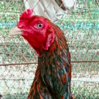 ซุ้มไก่ชนสองพลังหนุ่ม🐔