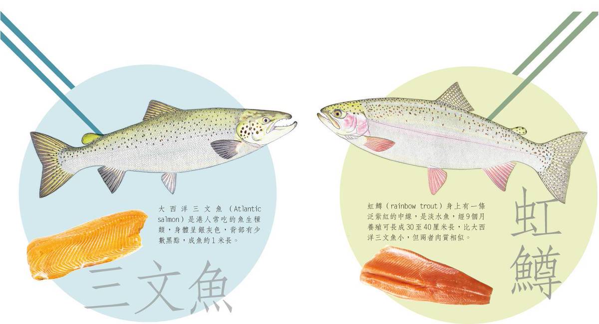 通識導賞 三文魚虹鱒難分清魚生即劏即食搵命搏 明報 Line Today