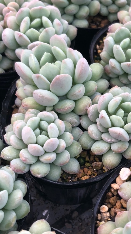 つぶつ部（放課後）