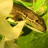 爬虫類愛好家😍🦎😍