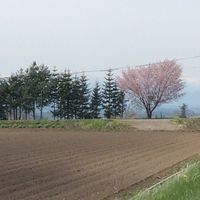 🐃道外出身者が十勝に住んでます🐂🐄