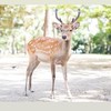 我愛鹿港小鎮