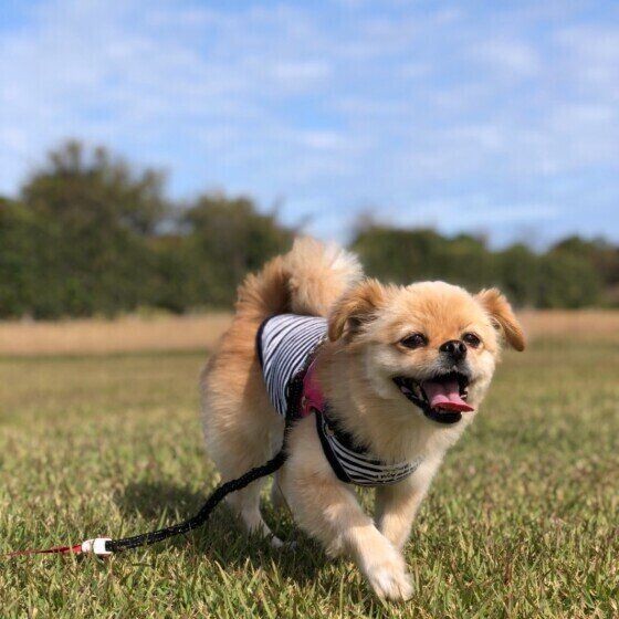 ヨーグルトは犬に与えても大丈夫 メリットとデメリットは