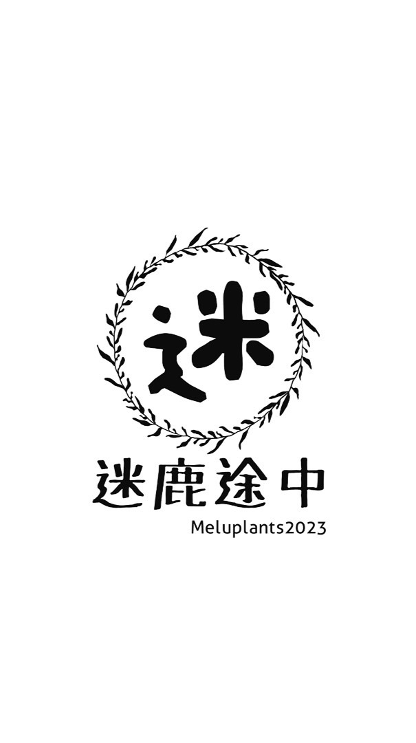 迷鹿途中Meluplants鹿角蕨