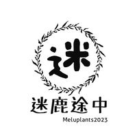 迷鹿途中Meluplants鹿角蕨