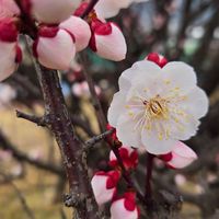 懐かしいフォークソングと昭和歌謡を「弾き語る」部屋