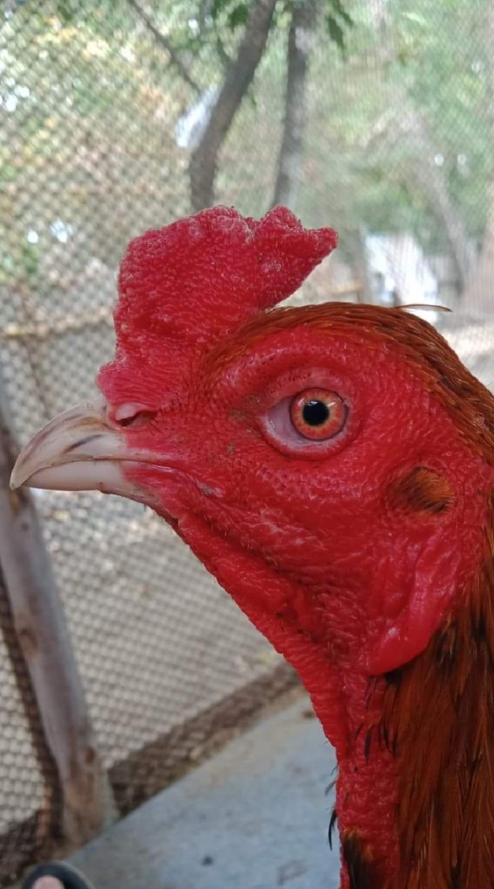 🐓ซุ้ม.ก.เกลอแก้ว🐓