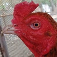 🐓ซุ้ม.ก.เกลอแก้ว🐓