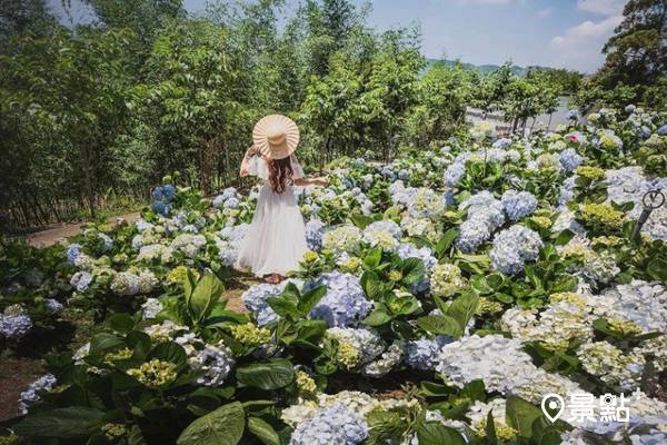 繡球花21新景點 處以上打卡點祭出千元禮券 景點家 Line Today