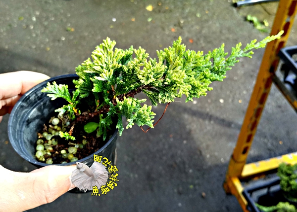 [黃金圓柏　迷你柏樹盆栽] 2.5寸黑盆　室外多年生觀賞松柏盆栽