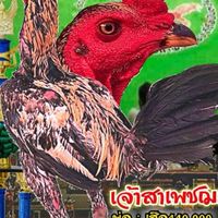 ซุ้ม.คมเพชฌฆาต (หมอคม) อุบลศิริโชคฟาร์ม