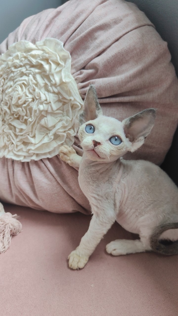 Oscat Cattery