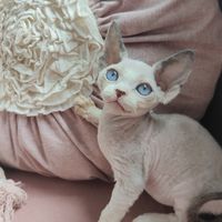 Oscat Cattery