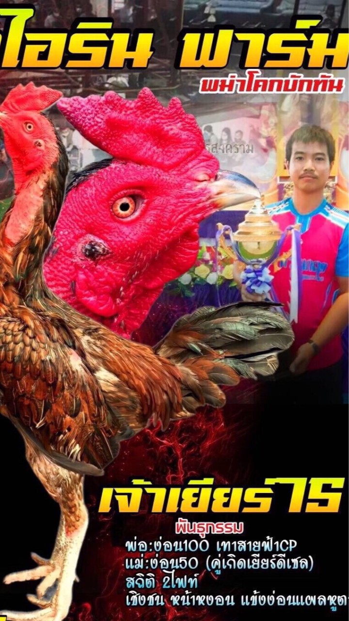 🦑ปลาหมึก 🐔ไอรินฟาร์ม "พม่าโคกบักทัน พม่าบ้านนอก”🙏
