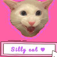 🌷笨貓＊擺件小舖＊SillyCat♥