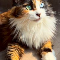 みんなでお話をするオプ。