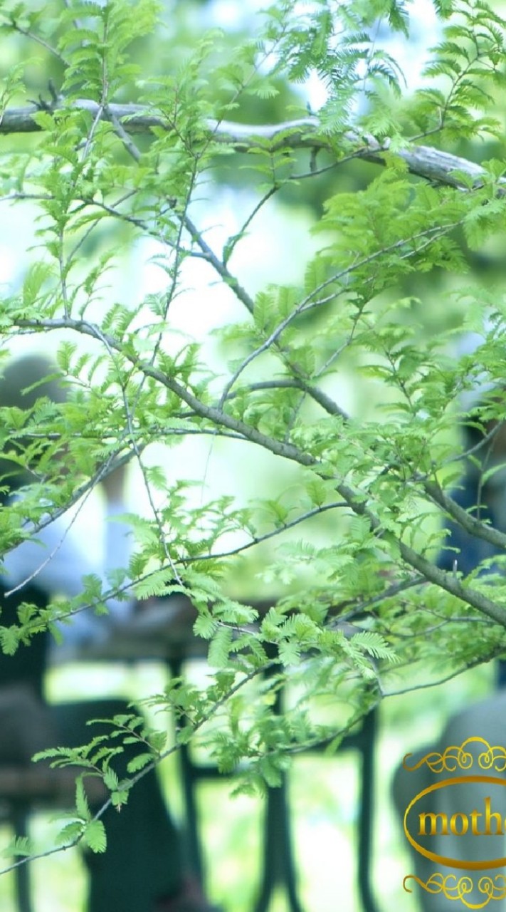 マザーミッション🌸JMMO交流チャット