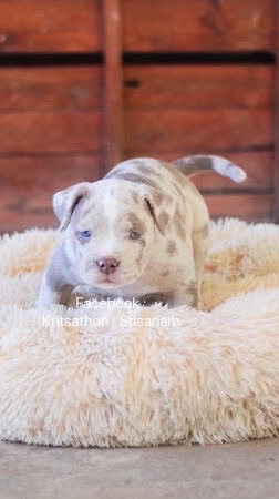 PK.American bully .Farm