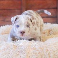 PK.American bully .Farm