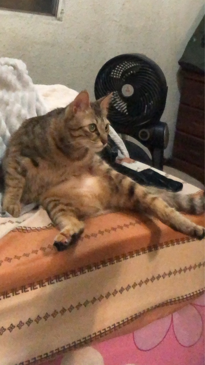 阿鶴是一隻鶴