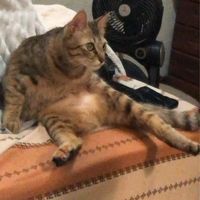 阿鶴是一隻鶴